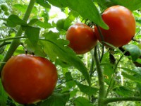tomate em excesso
